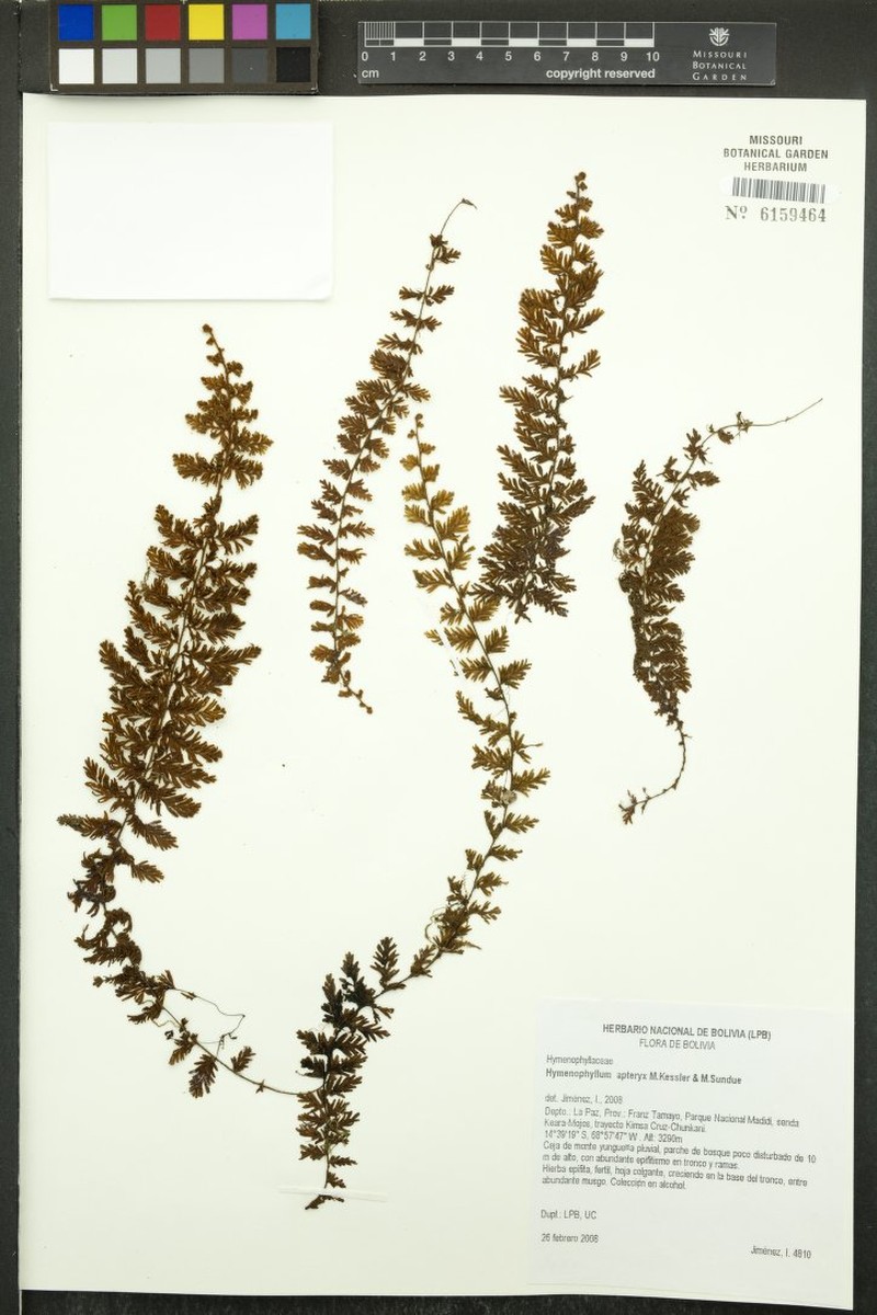 Hymenophyllum apteryx photo 2