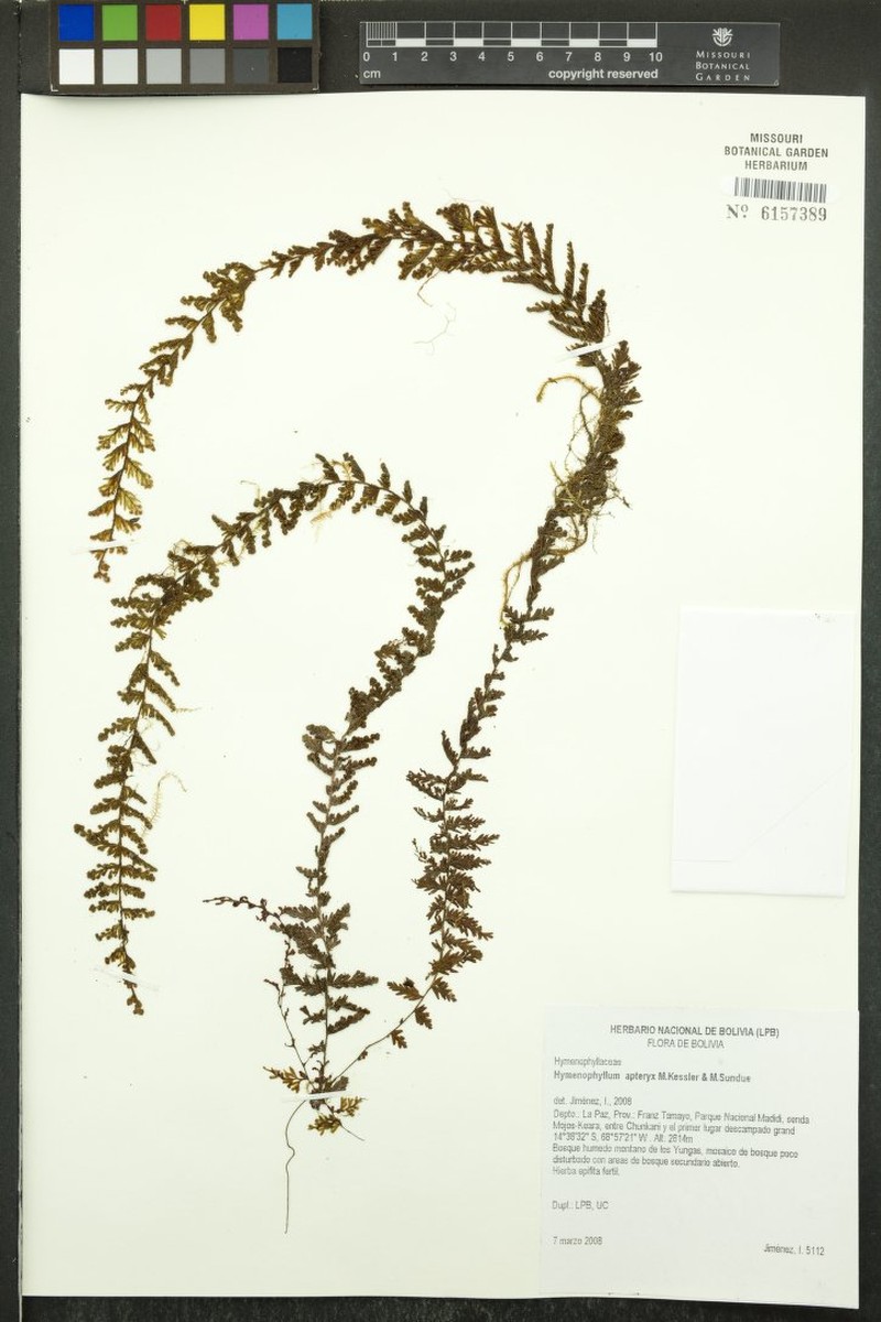 Hymenophyllum apteryx photo 3