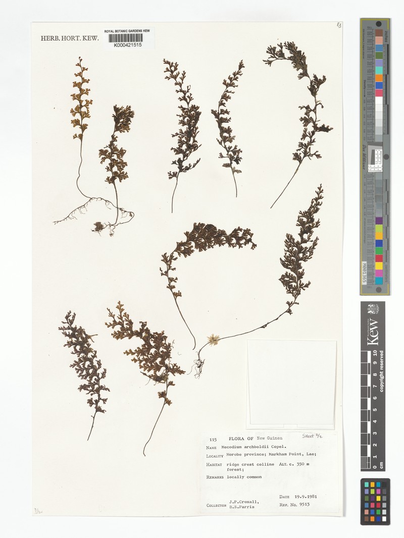 Hymenophyllum archboldii