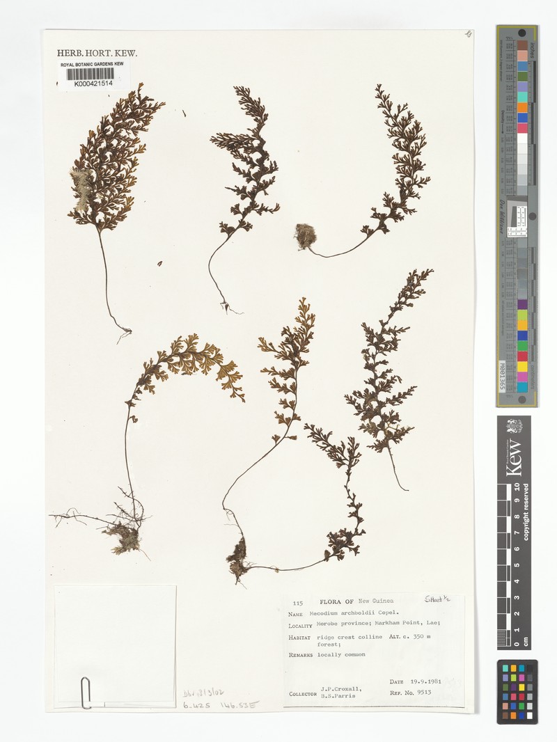Hymenophyllum archboldii photo 2