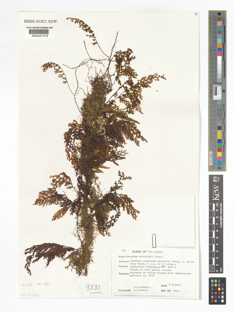 Hymenophyllum archboldii photo 3