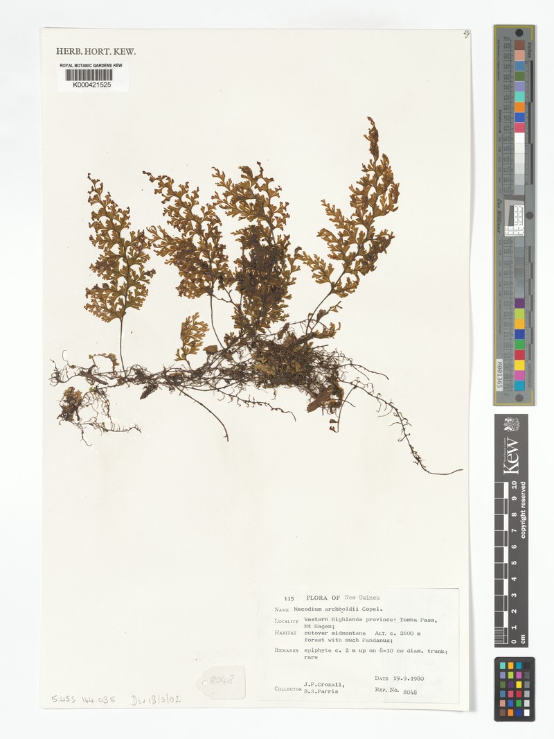 Hymenophyllum archboldii photo 4
