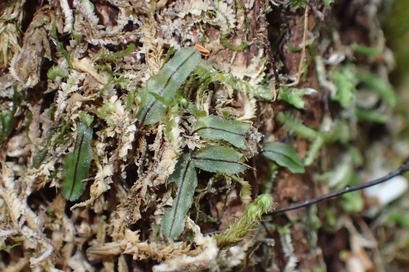 Hymenophyllum armstrongii photo 2