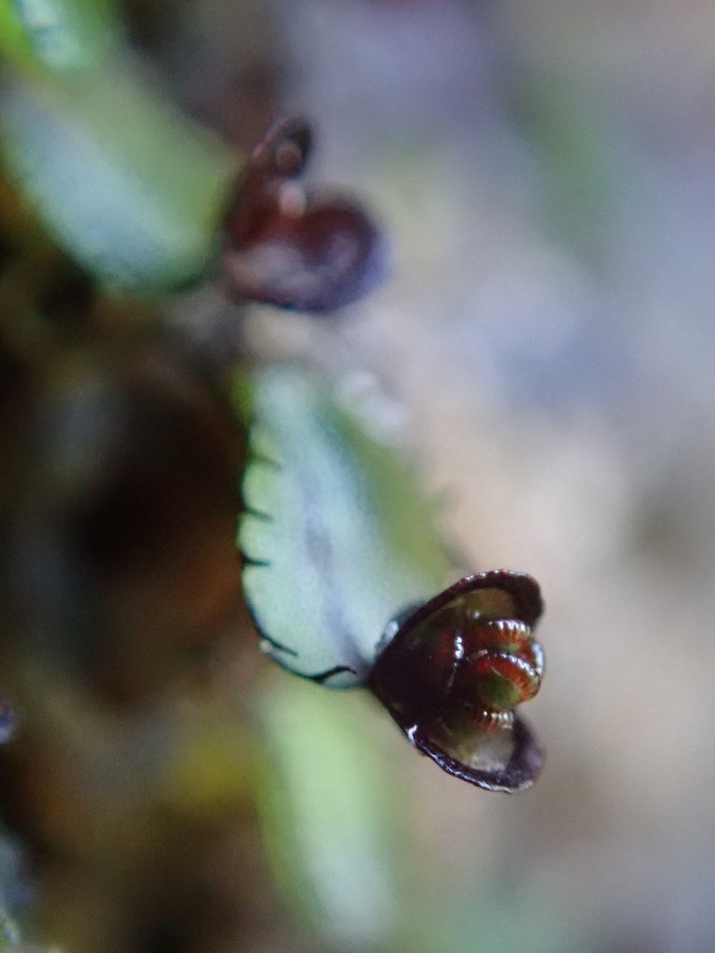 Hymenophyllum armstrongii photo 3