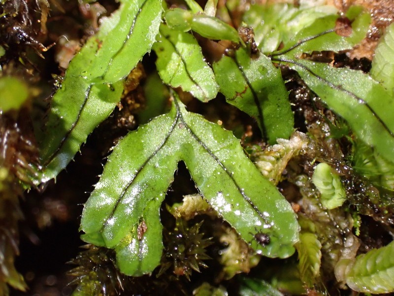 Hymenophyllum armstrongii photo 4