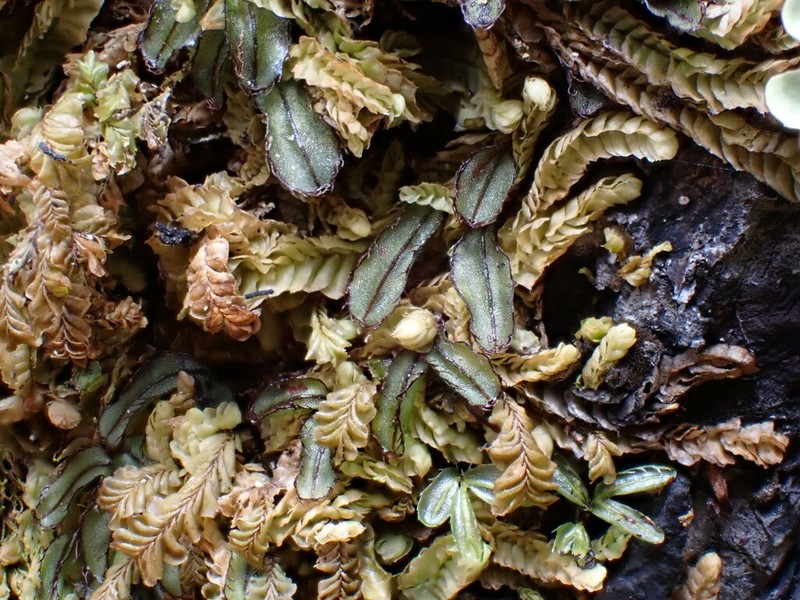 Hymenophyllum armstrongii photo 5