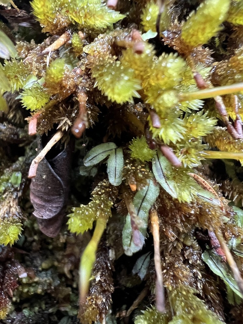 Hymenophyllum armstrongii photo 6
