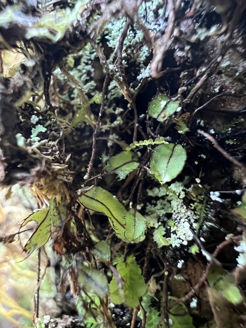 Hymenophyllum armstrongii photo 7