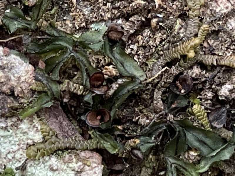 Hymenophyllum armstrongii photo 8