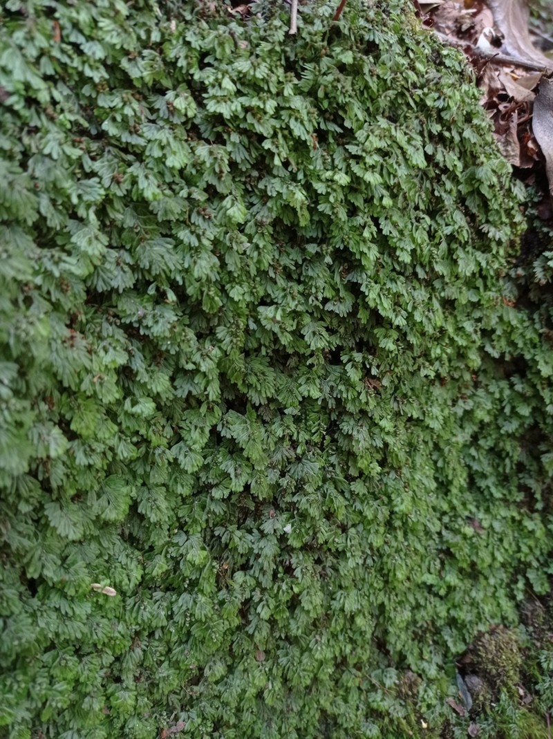 Hymenophyllum asperulum