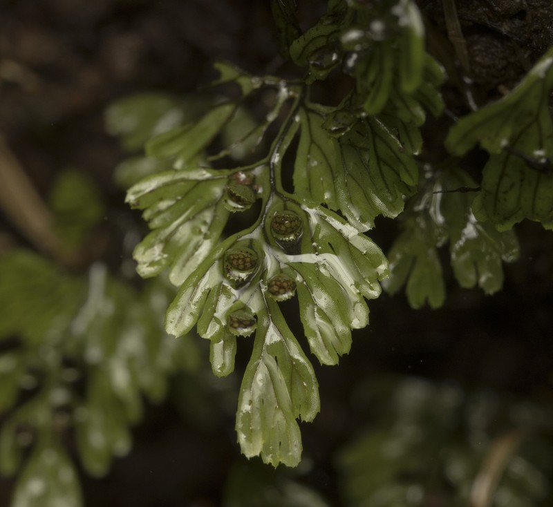 Hymenophyllum asperulum photo 2