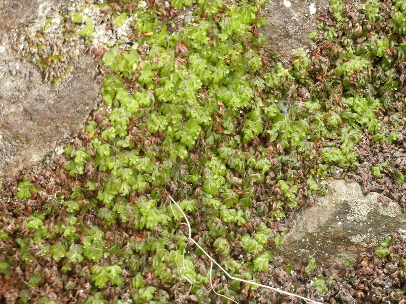 Hymenophyllum asperulum photo 3