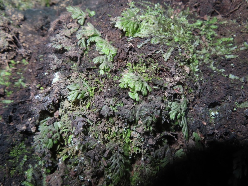 Hymenophyllum asperulum photo 4