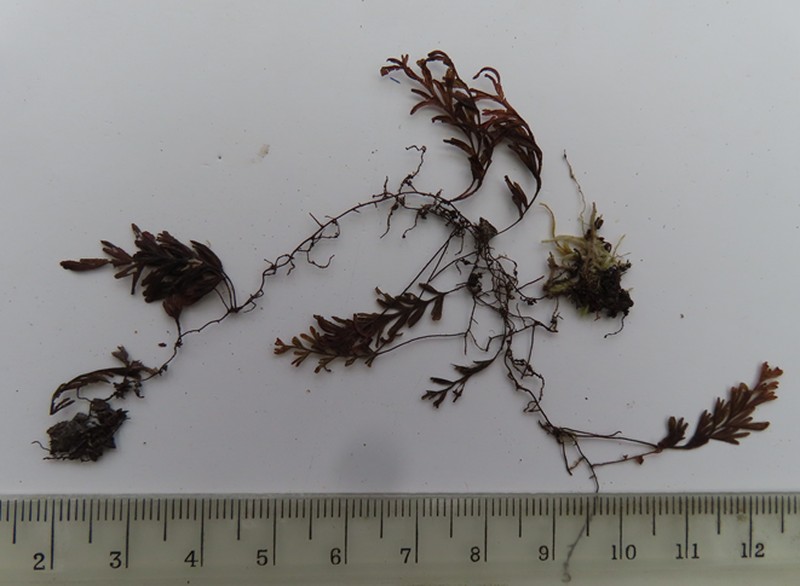 Hymenophyllum asperulum photo 5