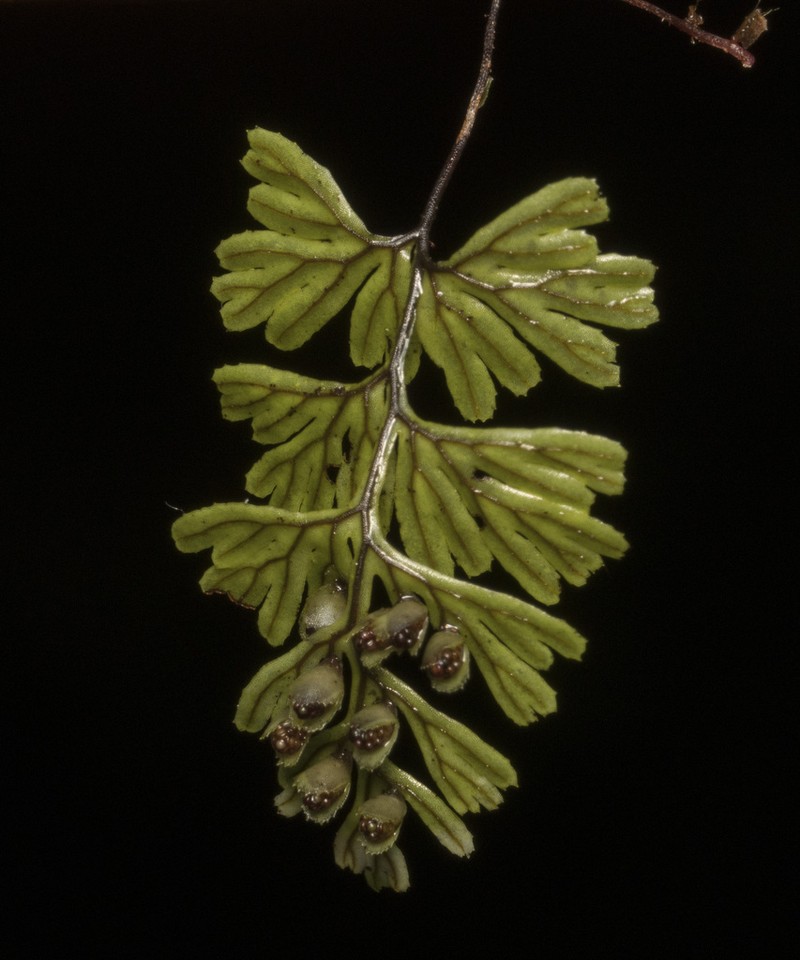 Hymenophyllum asperulum photo 6