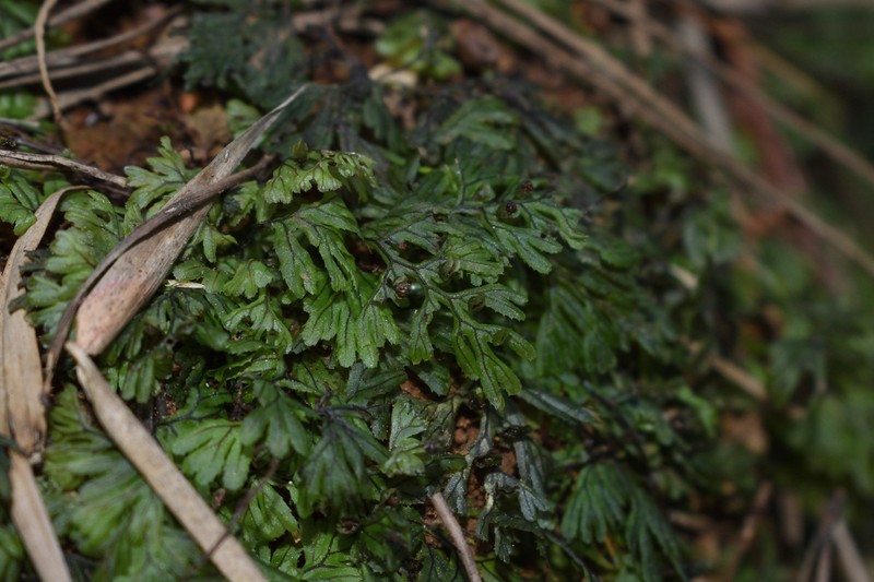 Hymenophyllum asperulum photo 7