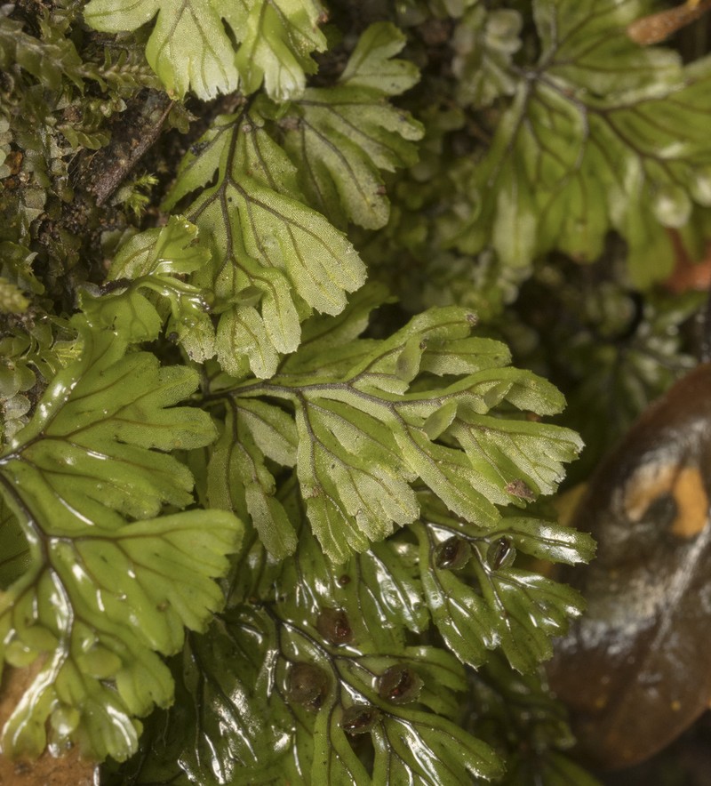 Hymenophyllum asperulum photo 8