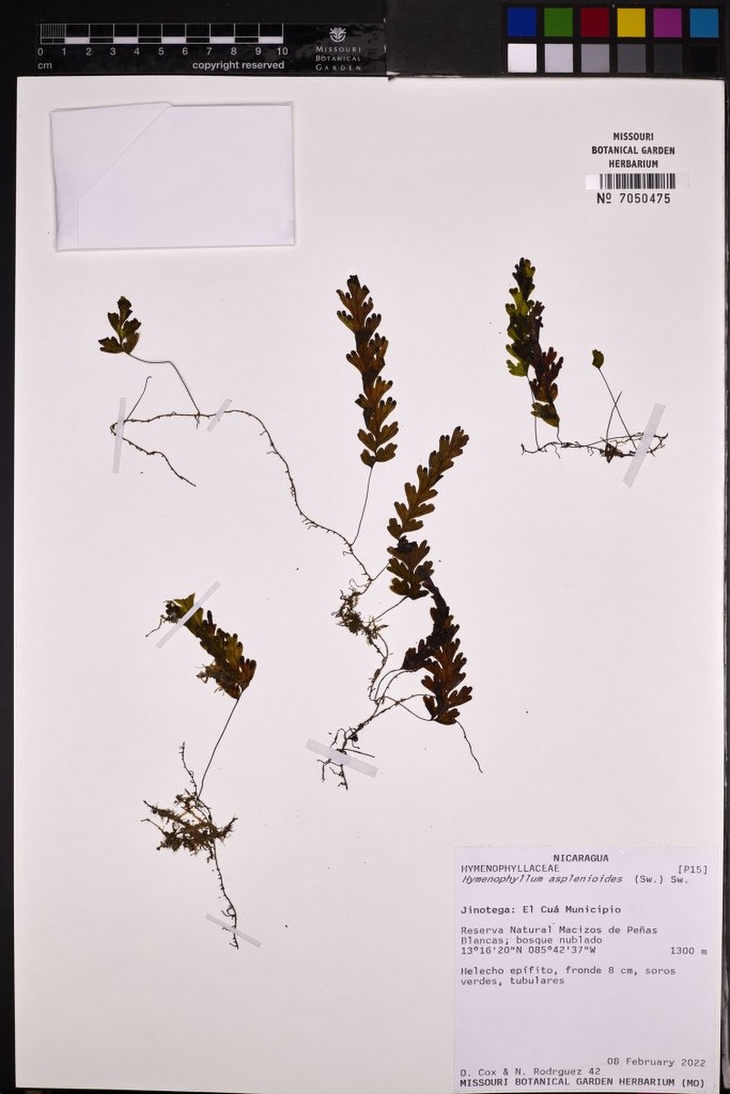 Caribbean Filmy Fern