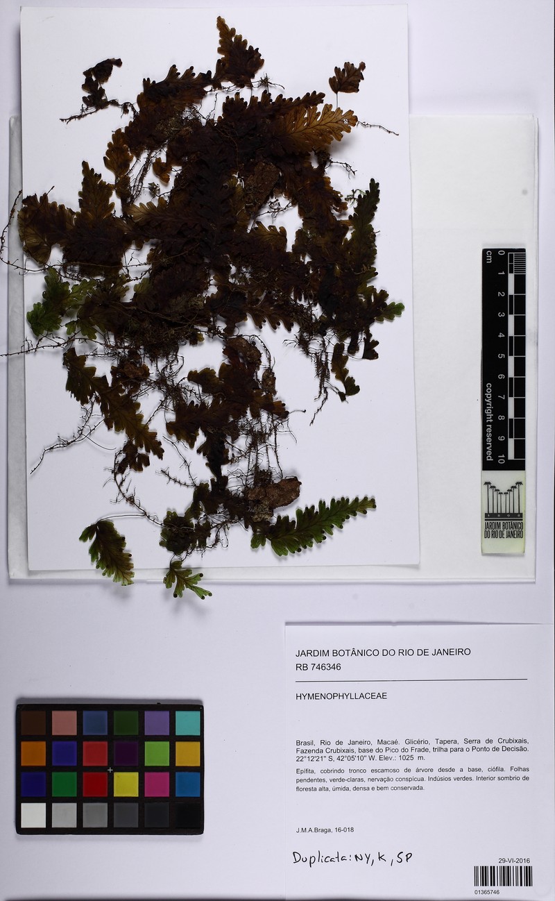 Caribbean Filmy Fern photo 2