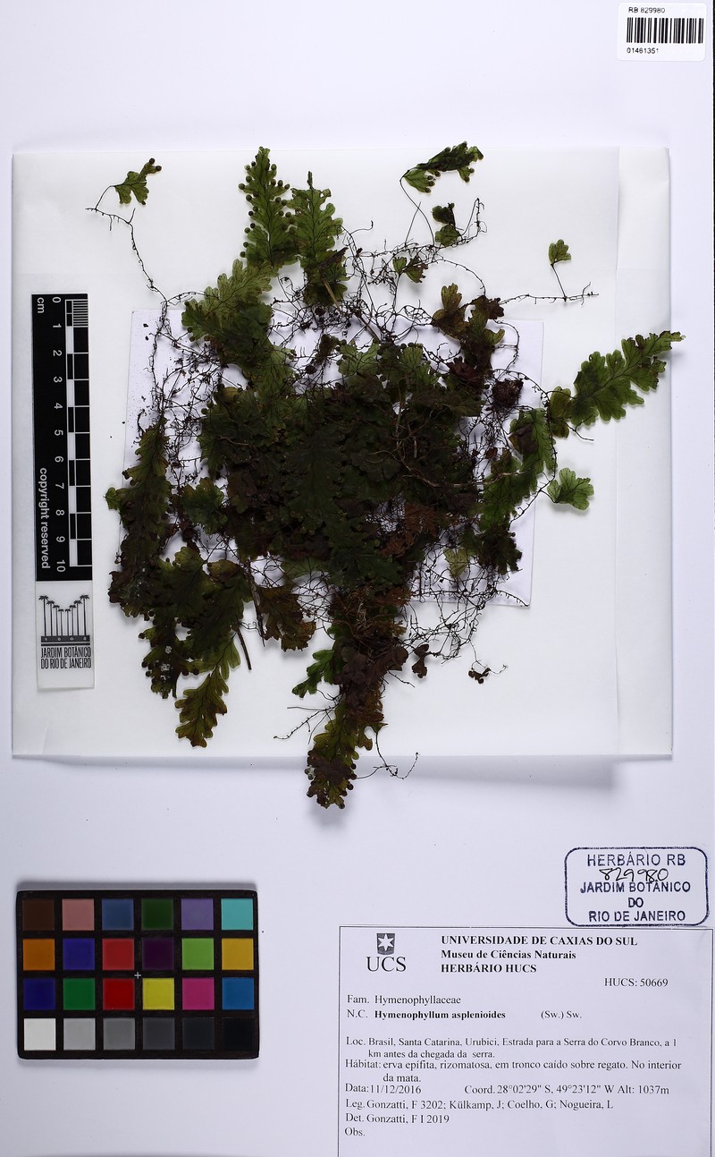 Caribbean Filmy Fern photo 3