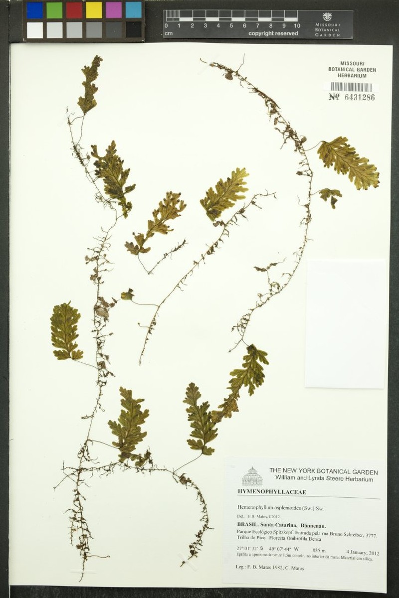 Caribbean Filmy Fern photo 4