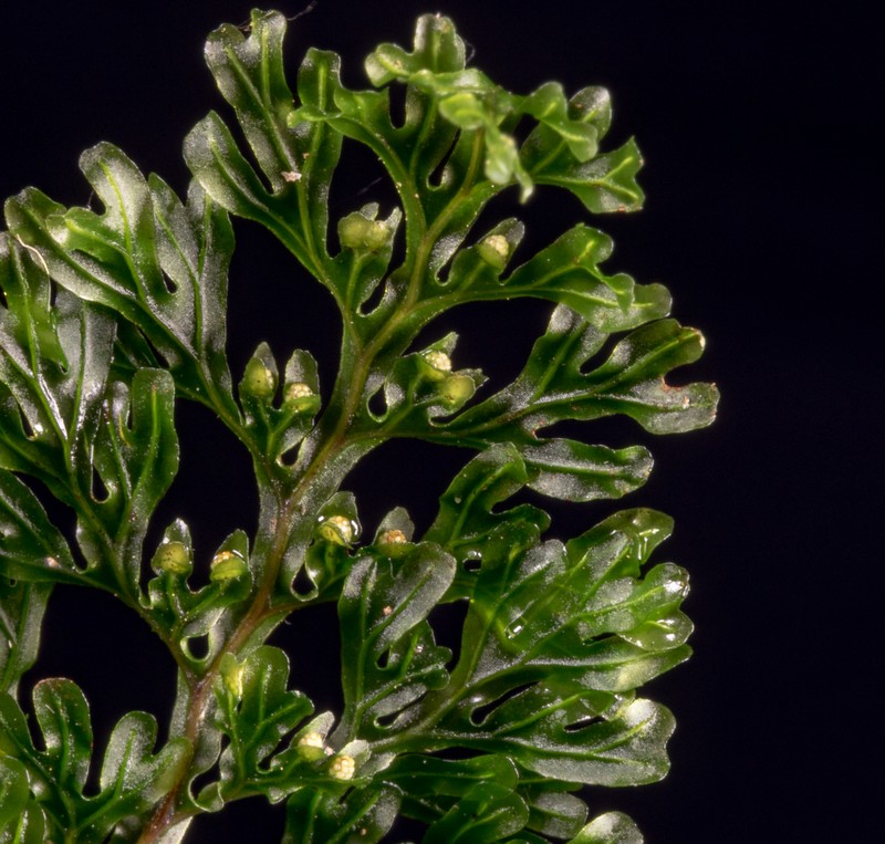Hymenophyllum australe