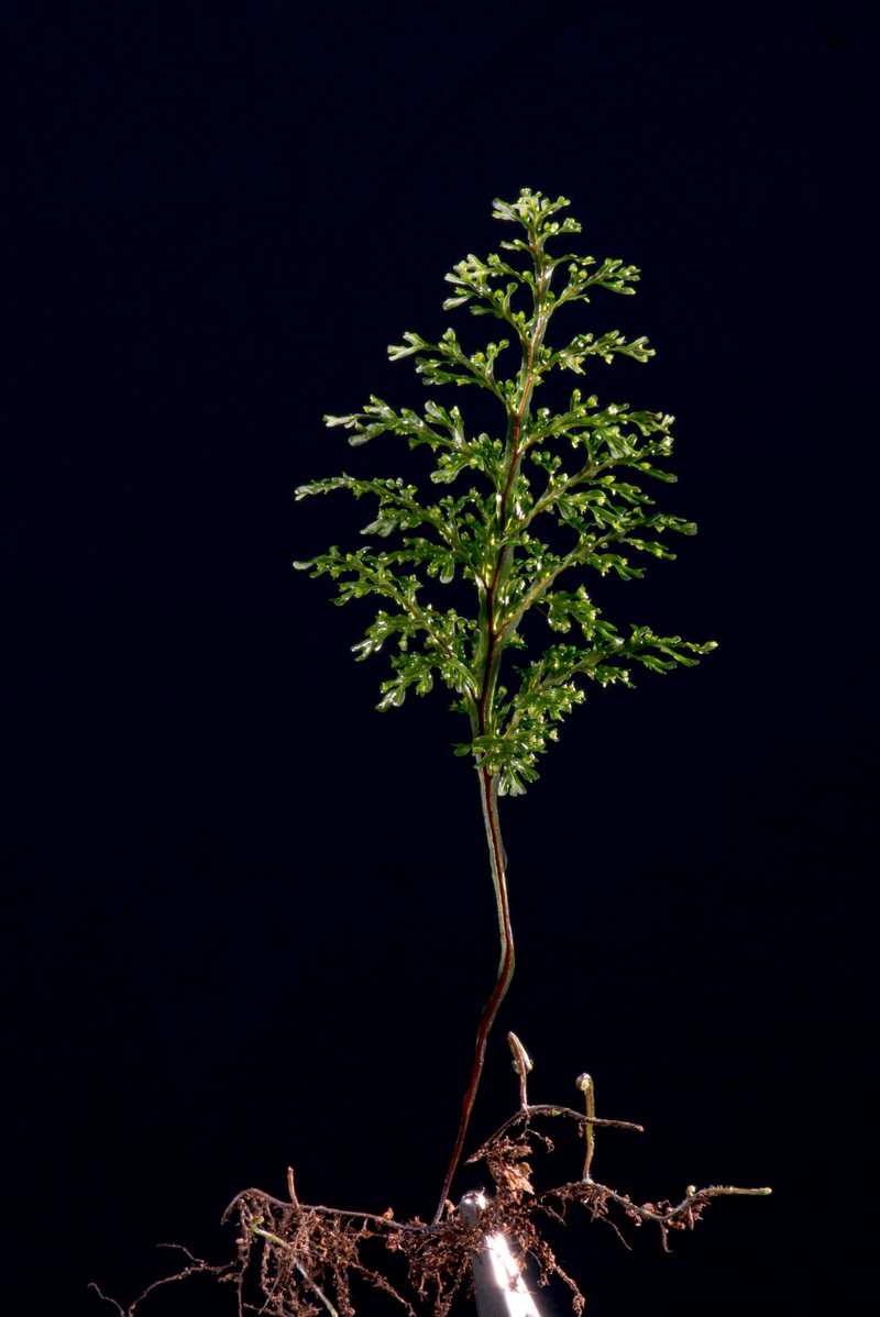 Hymenophyllum australe photo 2