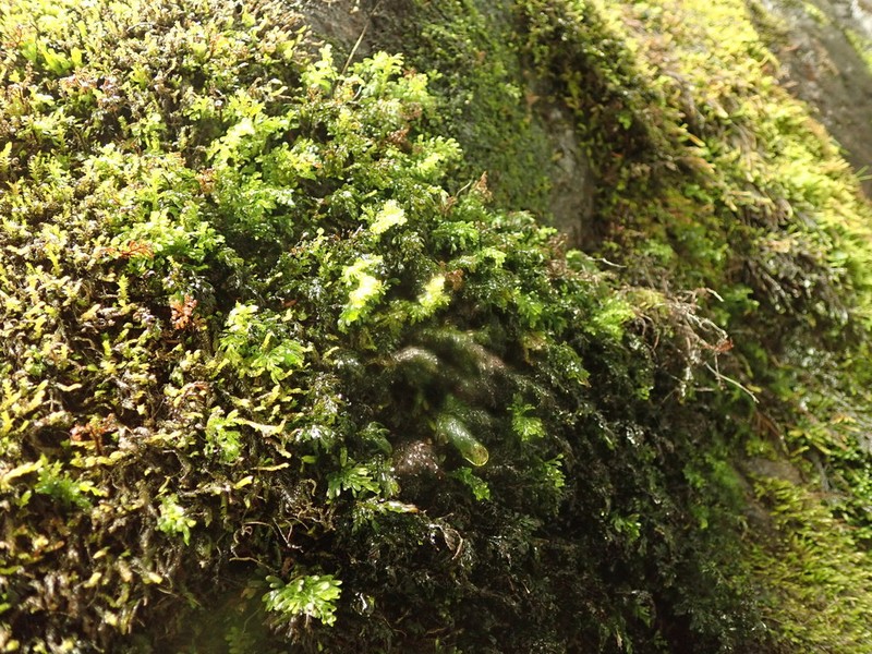 Hymenophyllum australe photo 3