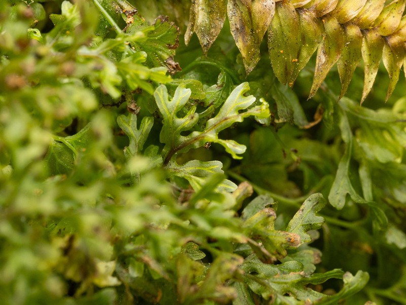 Hymenophyllum australe photo 4