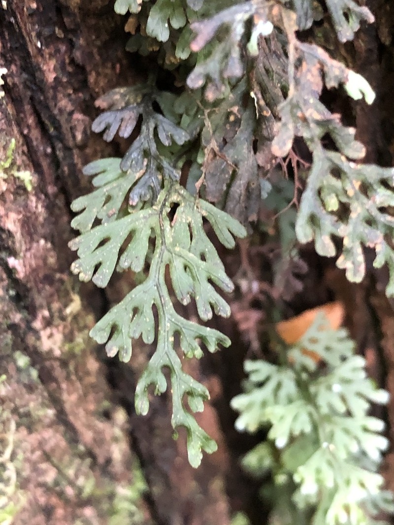 Hymenophyllum australe photo 5