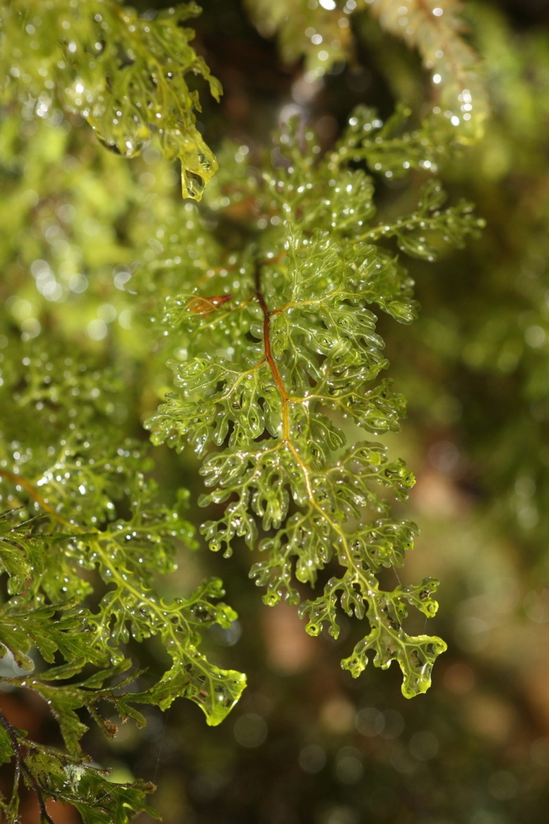 Hymenophyllum australe photo 6