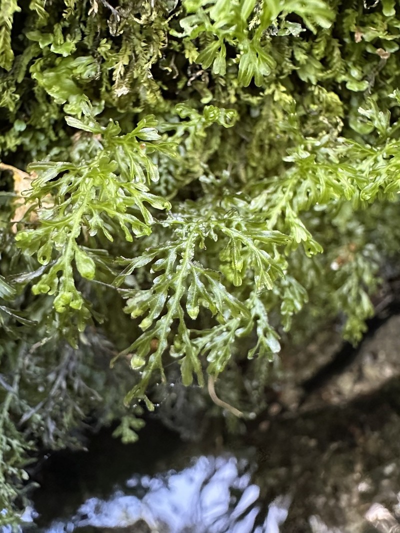 Hymenophyllum australe photo 7