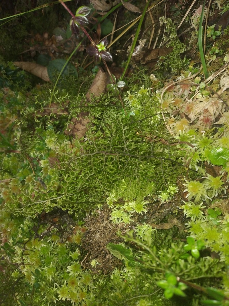 Axillary Filmy Fern