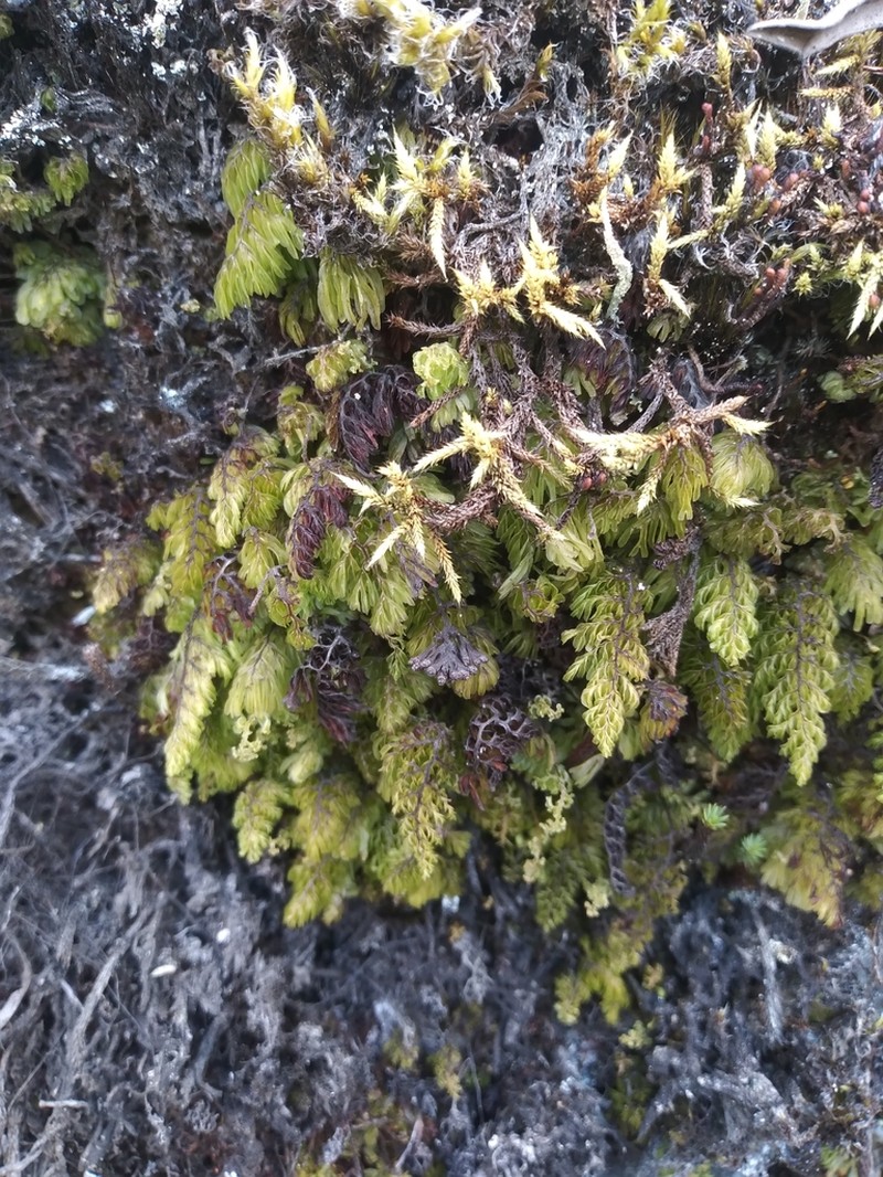 Axillary Filmy Fern photo 2