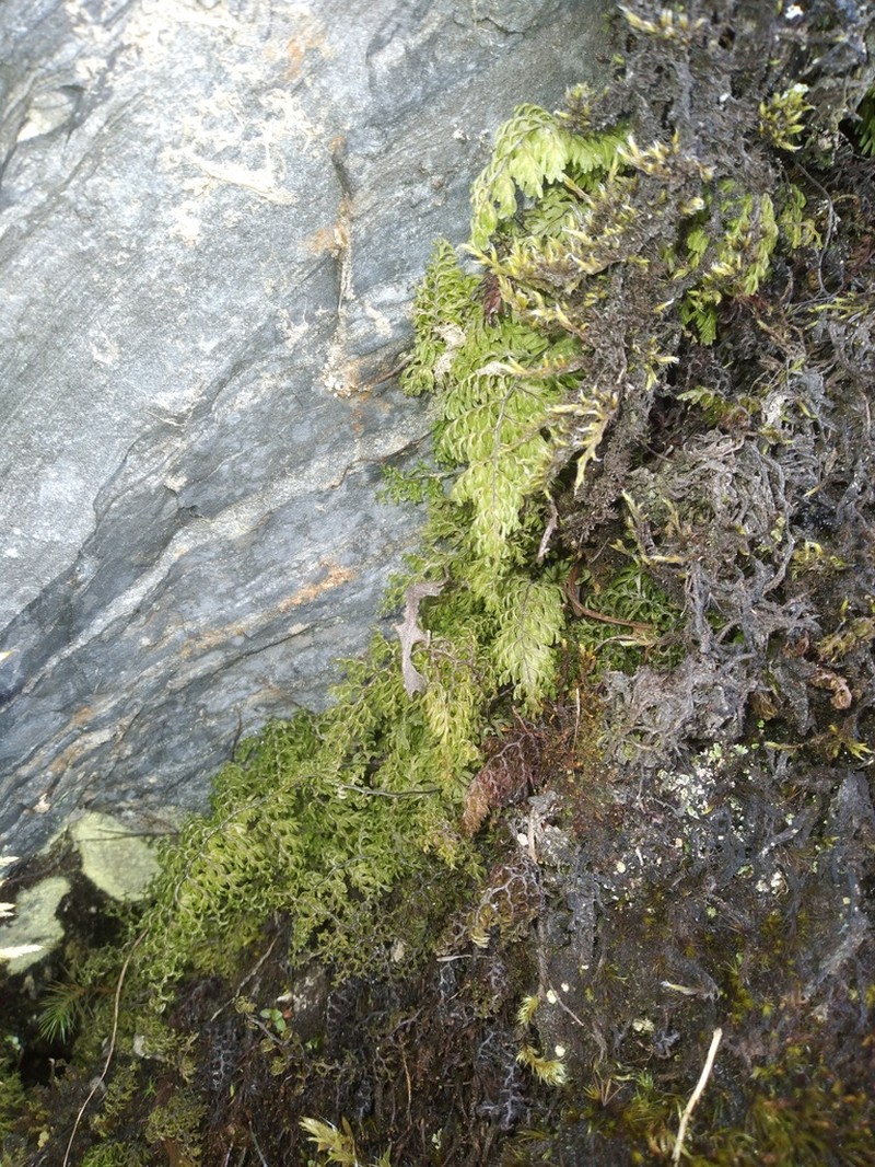 Axillary Filmy Fern photo 3