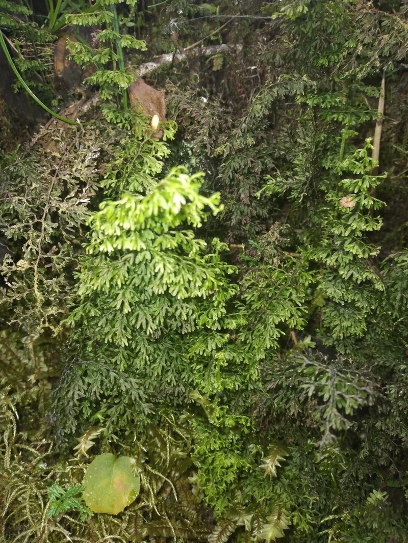 Axillary Filmy Fern photo 4