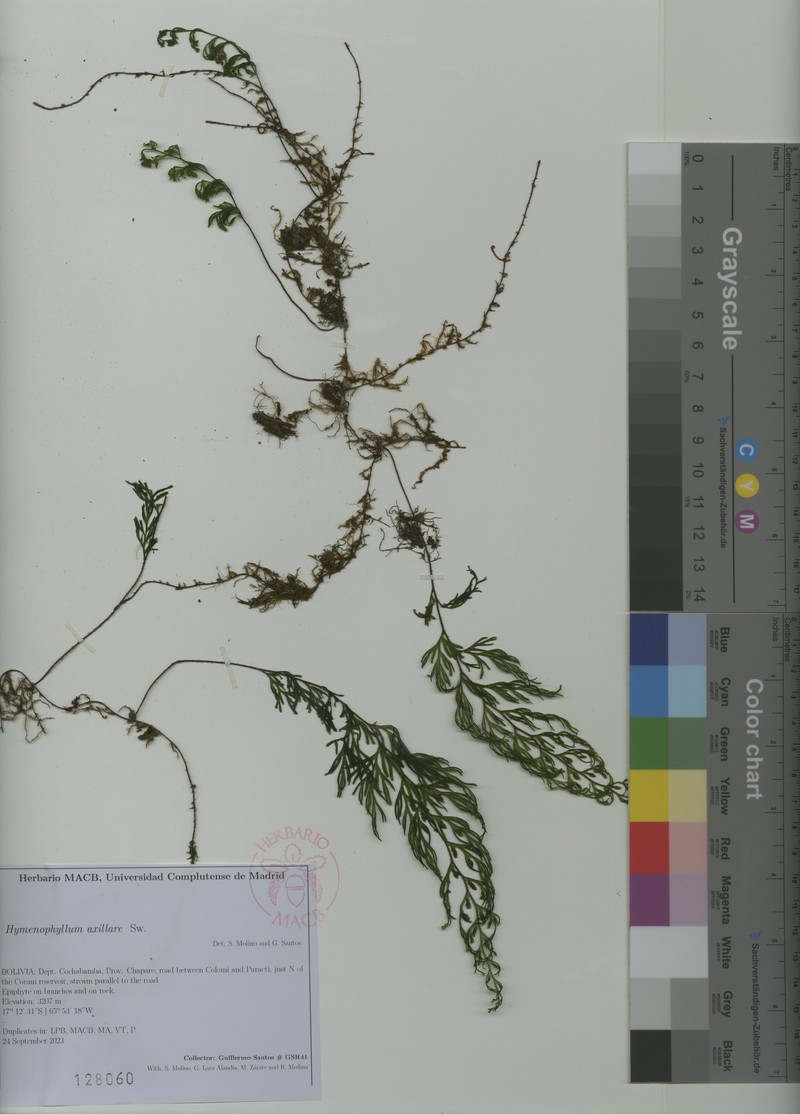 Axillary Filmy Fern photo 8