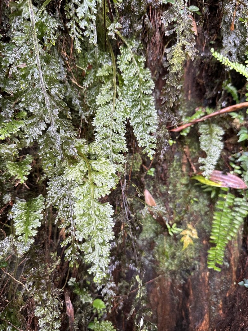 Hymenophyllum badium