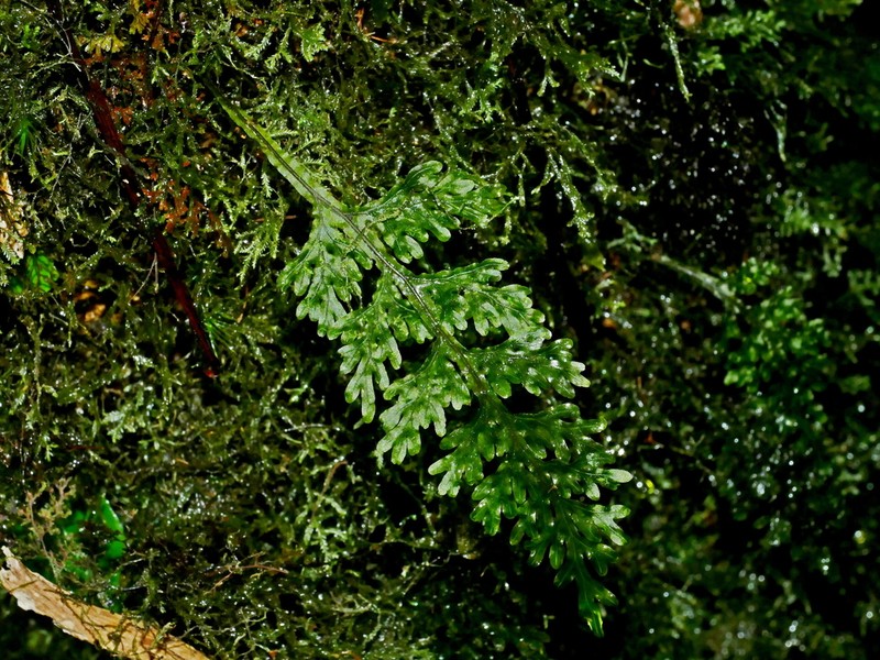 Hymenophyllum badium photo 2