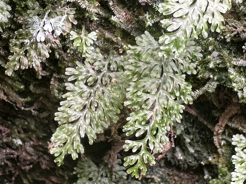 Hymenophyllum badium photo 3