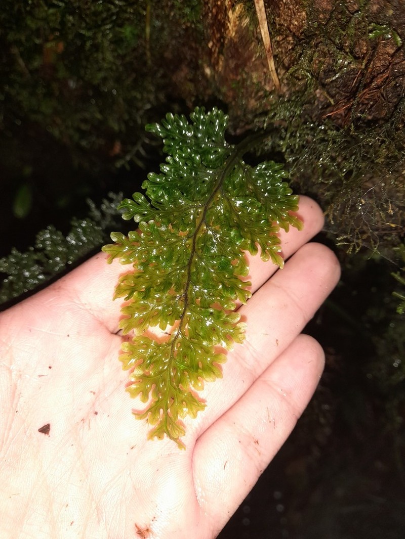 Hymenophyllum badium photo 4