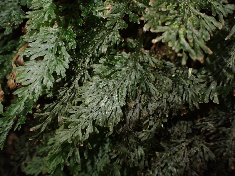 Hymenophyllum badium photo 5