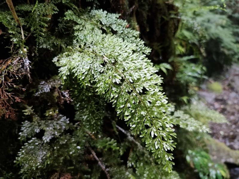 Hymenophyllum badium photo 6