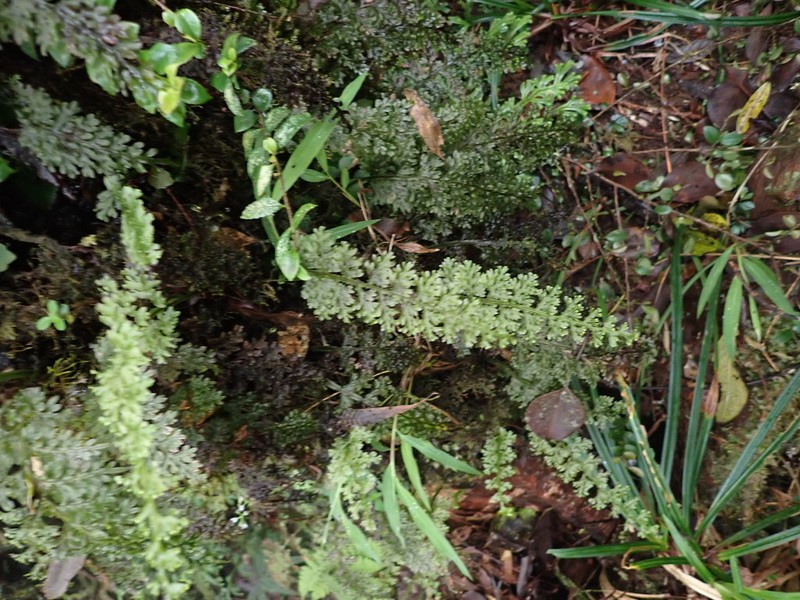 Hymenophyllum badium photo 7
