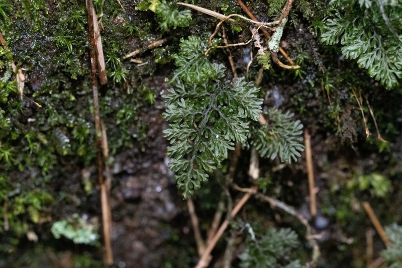 Hymenophyllum badium photo 8