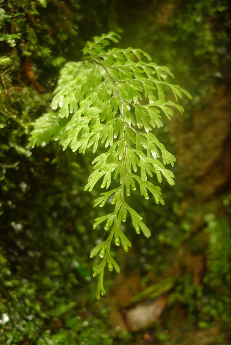 Hymenophyllum baileyanum photo 2