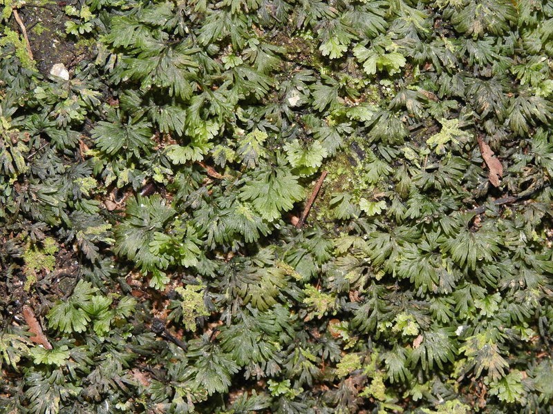 Hymenophyllum baileyanum photo 3