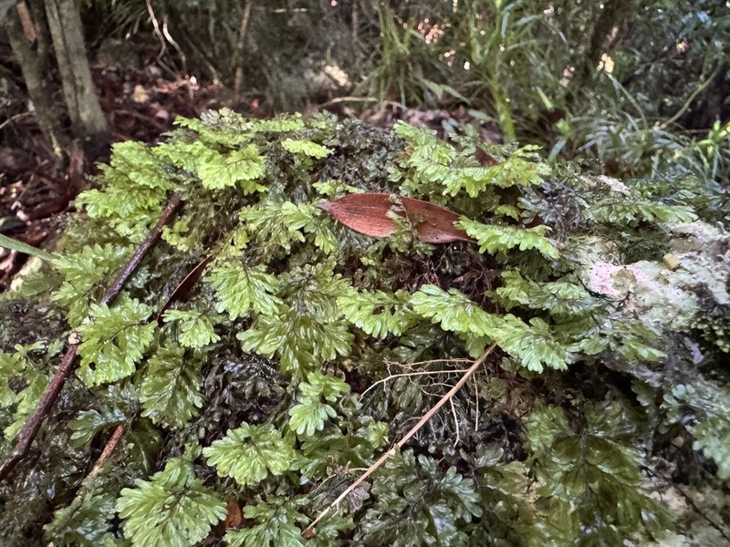 Hymenophyllum baileyanum photo 4