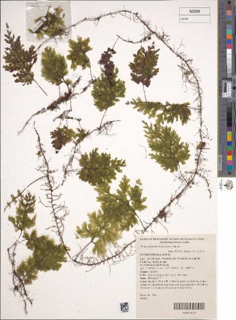 Hymenophyllum baileyanum photo 5