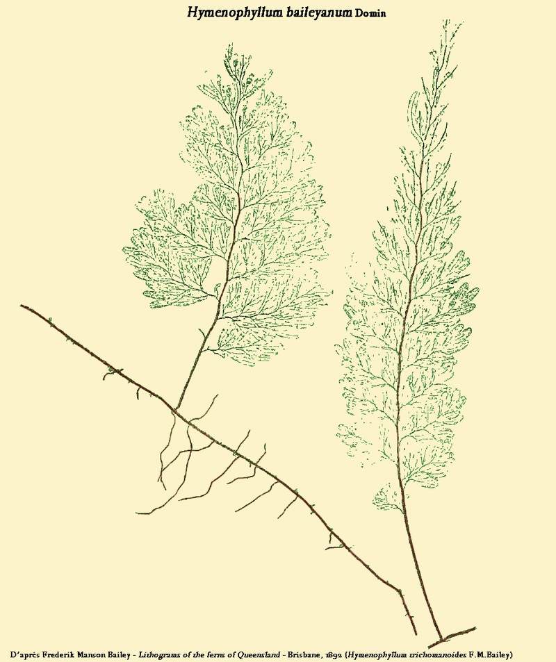 Hymenophyllum baileyanum